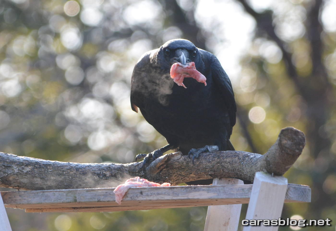 ハシブトガラス