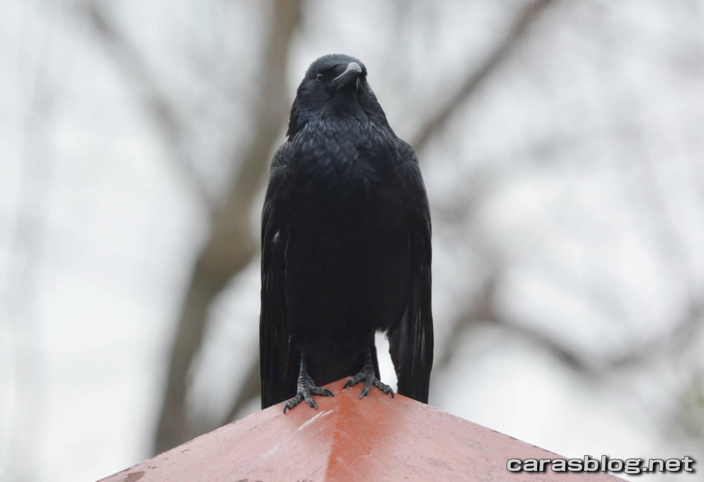 ハシブトガラス