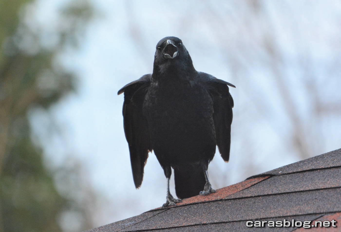 ハシブトガラス