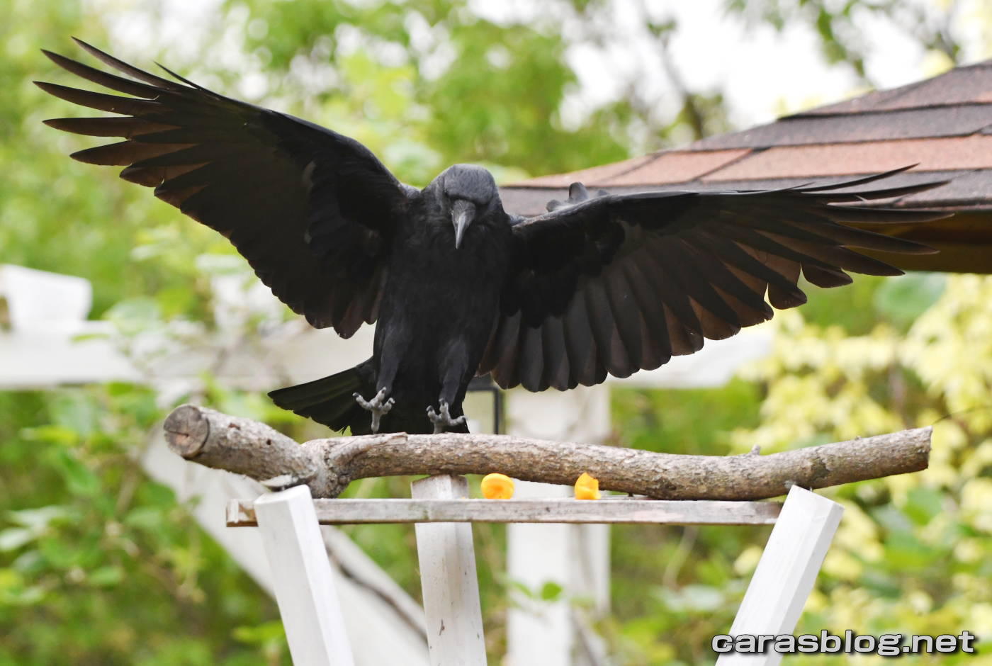 ハシブトガラス