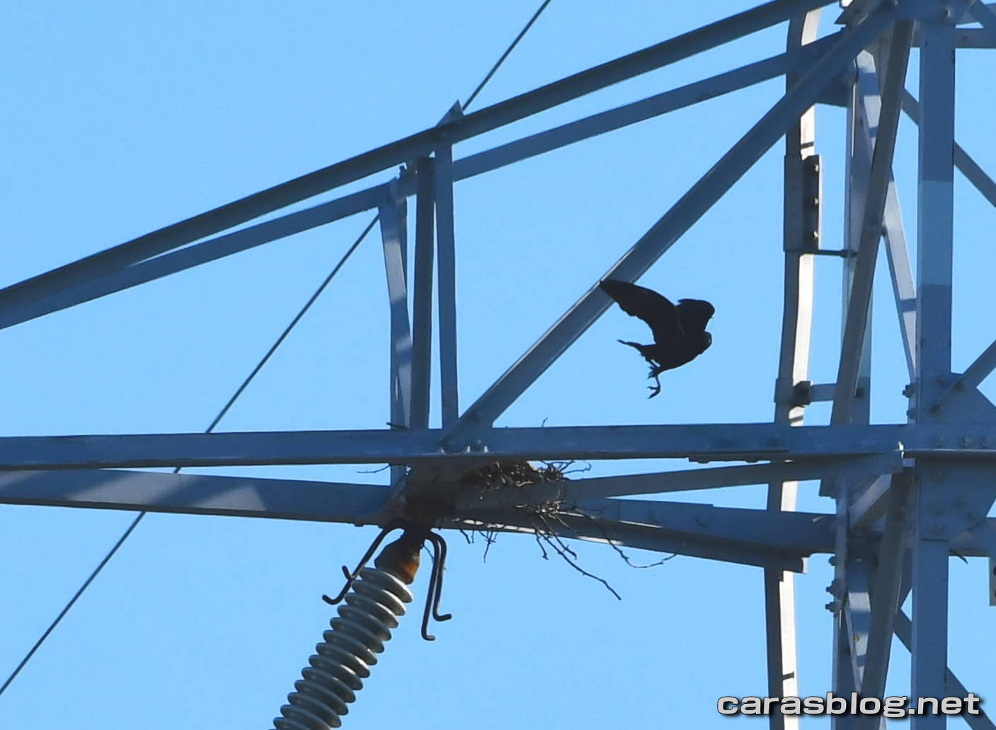 ハシブトガラス