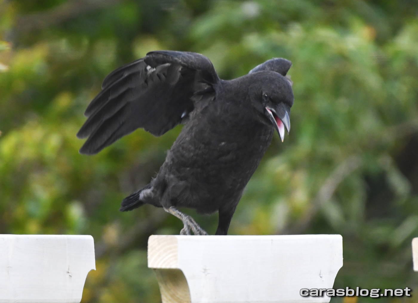 ハシブトガラス