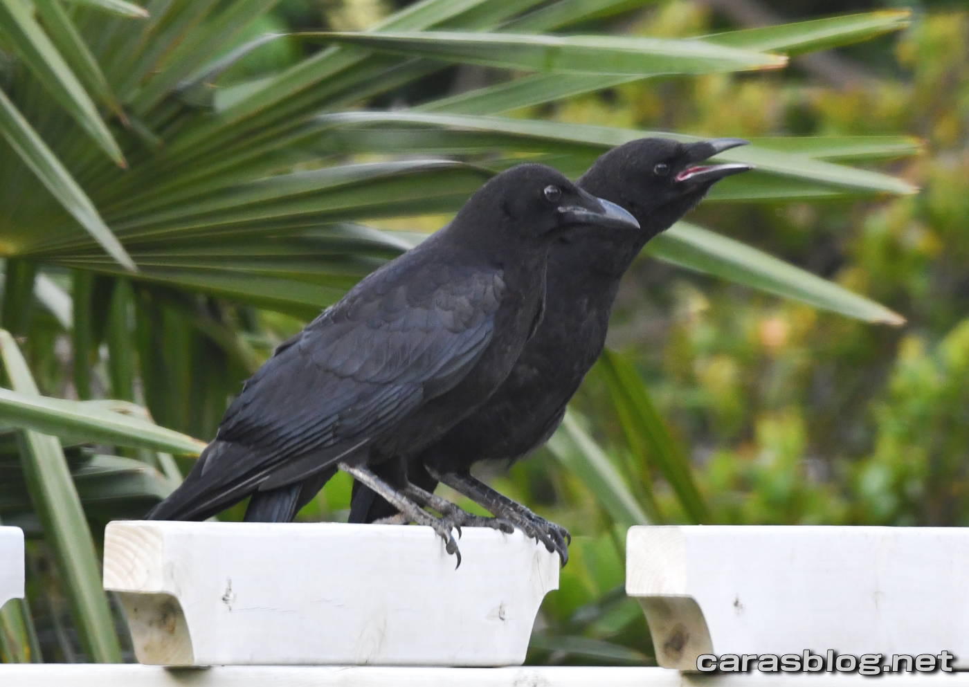 ハシブトガラス