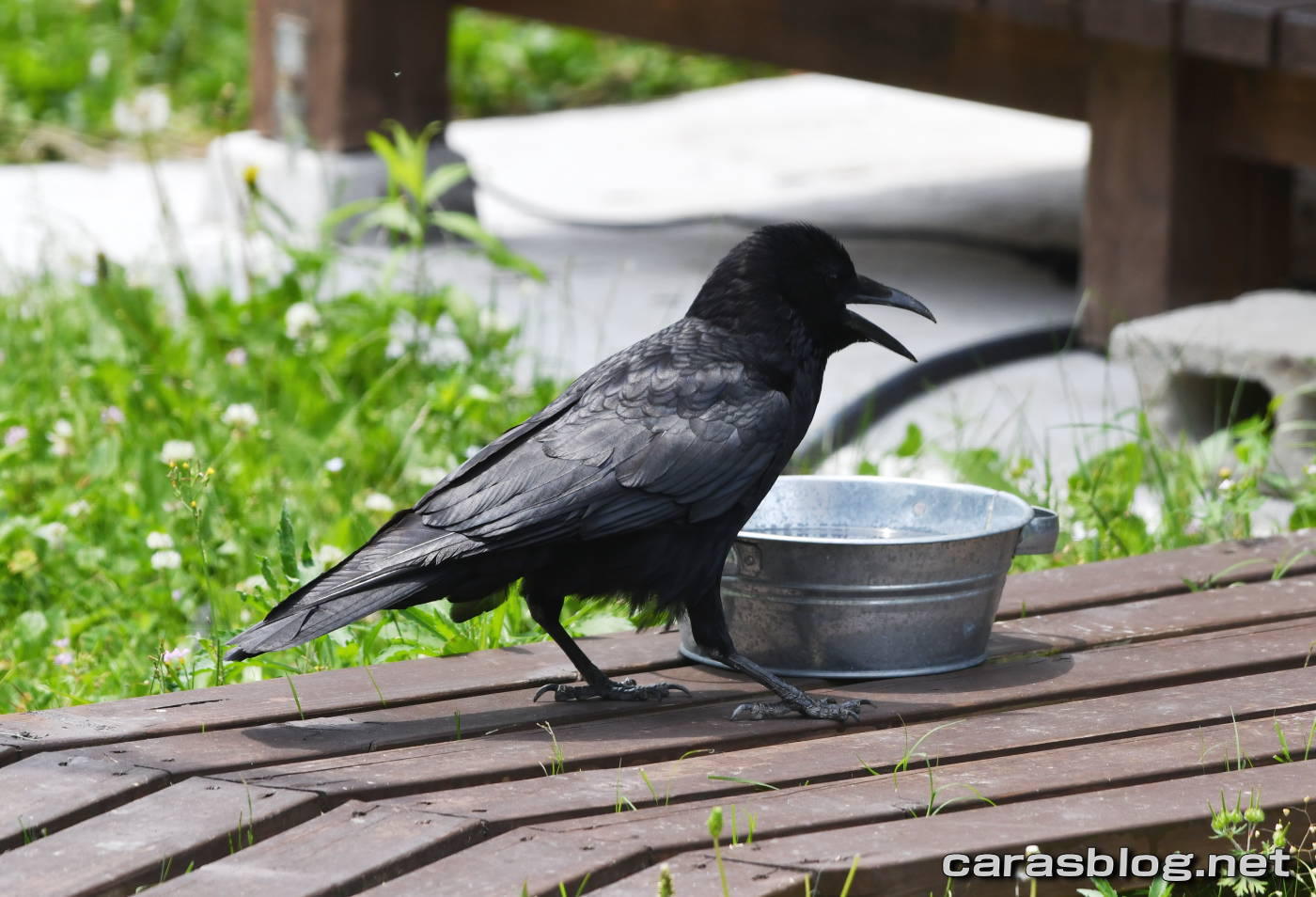 ハシブトガラス