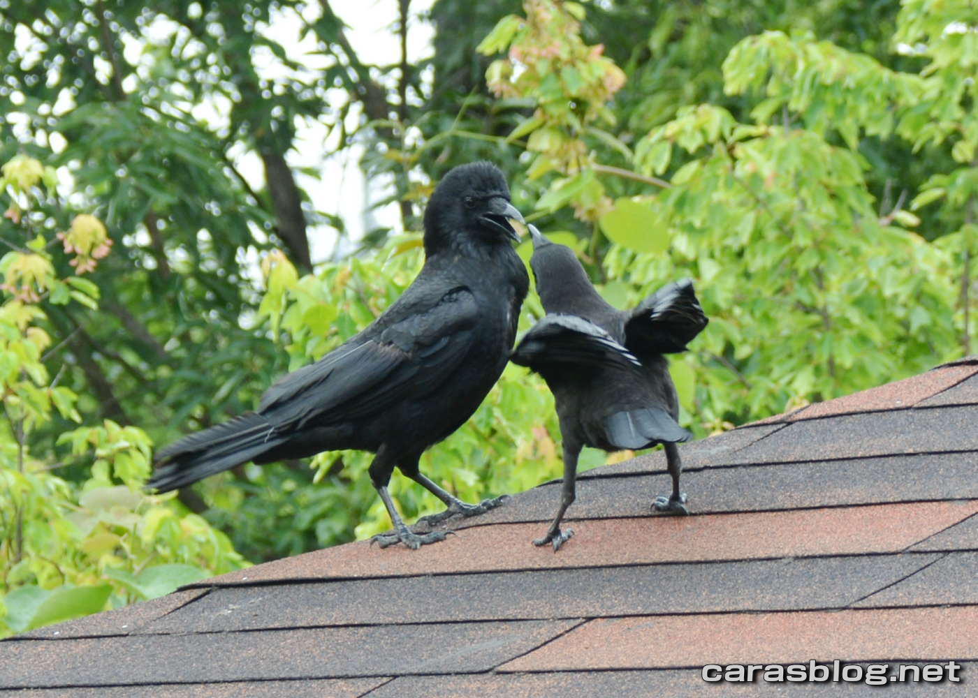 ハシブトガラス