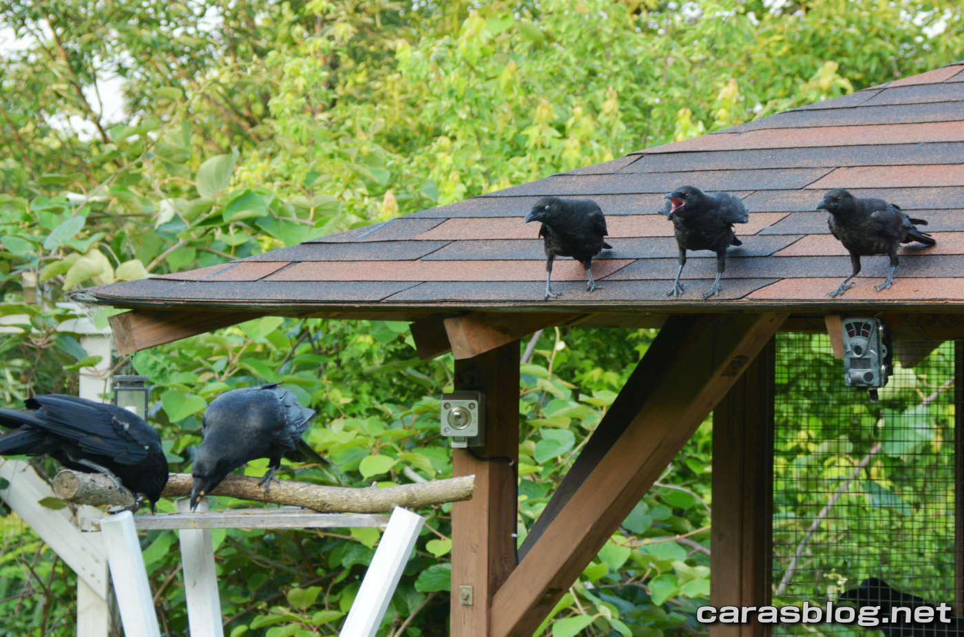 ハシブトガラス