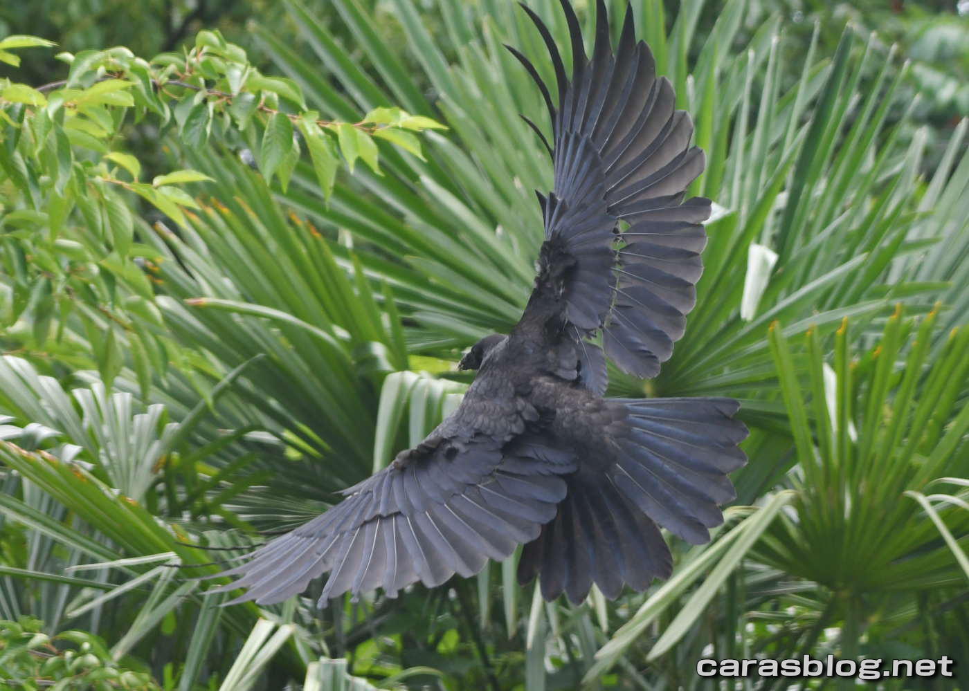 ハシブトガラス