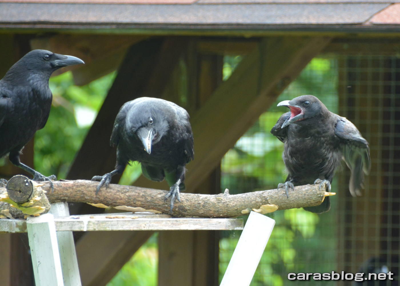 ハシブトガラス