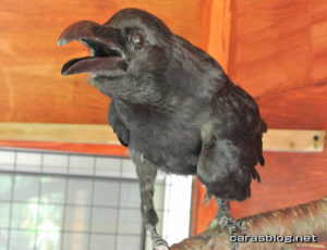 ハシブトガラス