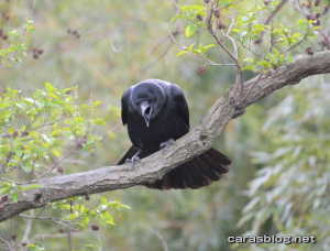 ハシブトガラス