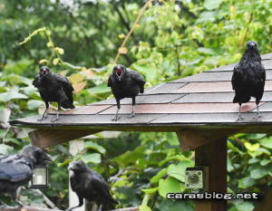 ハシボソガラス