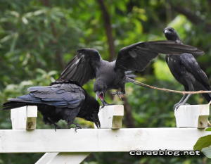 ハシボソガラス