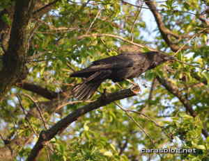 ハシブトガラス