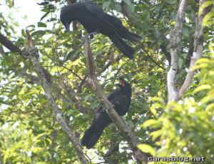 ハシブトガラス