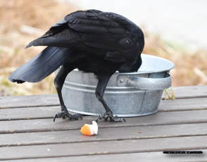 ハシボソガラス