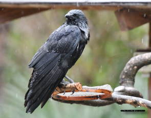 ハシボソガラス