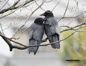 ハシボソガラス