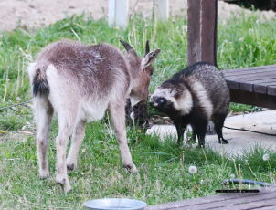 ヤギとタヌキ