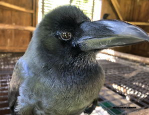 ハシブトガラス