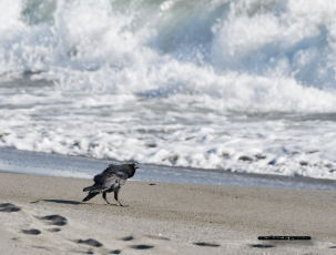 ハシブトガラス