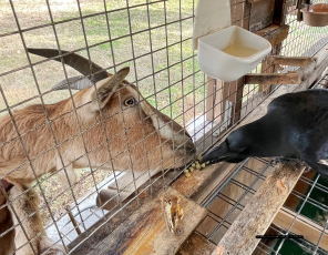 ハシブトガラスとヤギ