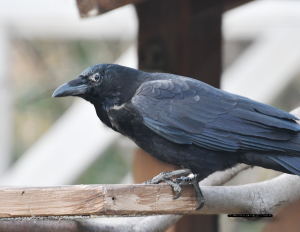 ハシボソガラス