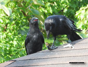 ハシボソガラス