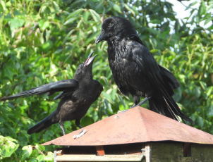 ハシボソガラス