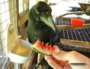 ハシブトガラス