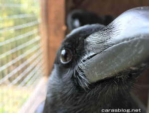 ハシブトガラス