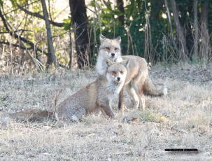 キツネの夫婦