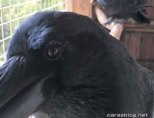 ハシボソガラス