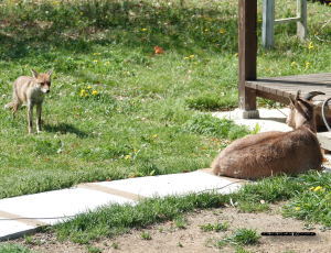 キツネとヤギ