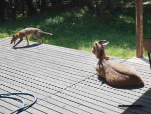 キツネとヤギ