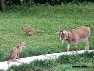 子ギツネとヤギ