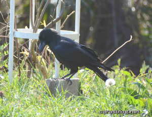 ハシボソガラス