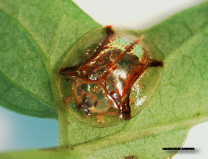 ジンガサハムシ