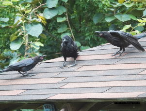 カラスの家族
