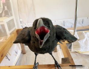 カラスのカーくん