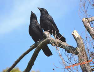 ハシボソガラス