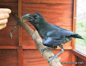 ハシブトガラス