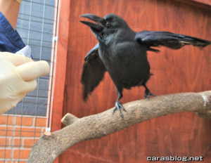 ハシブトガラス