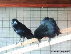 ハシブトガラス