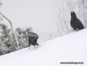 ハシボソガラス