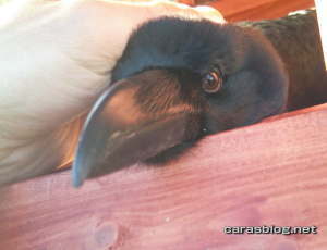 ハシブトガラス