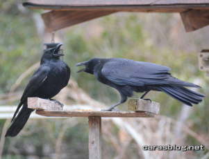 ハシブトガラス