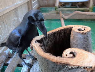 ハシブトガラス