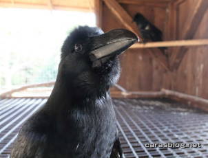 ハシブトガラス