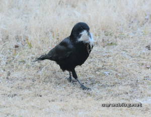 ハシボソガラス