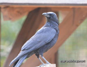 ハシボソガラス